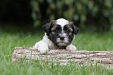 TERRIER DU TIBET 058